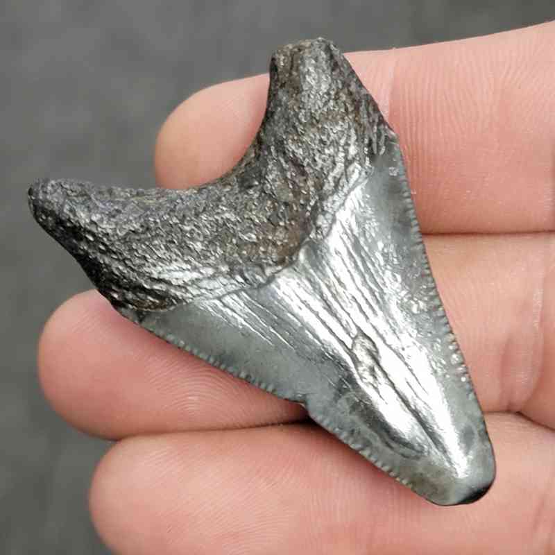 Fossil Megalodon Shark Tooth - STCOM2-10 - Image 3