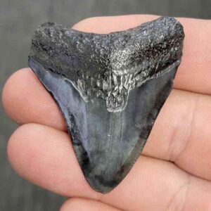 Fossil Megalodon Shark Tooth - STCOM2-14