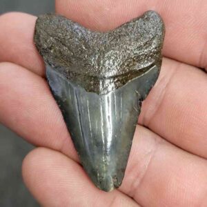 Fossil Megalodon Shark Tooth - STCOM2-2
