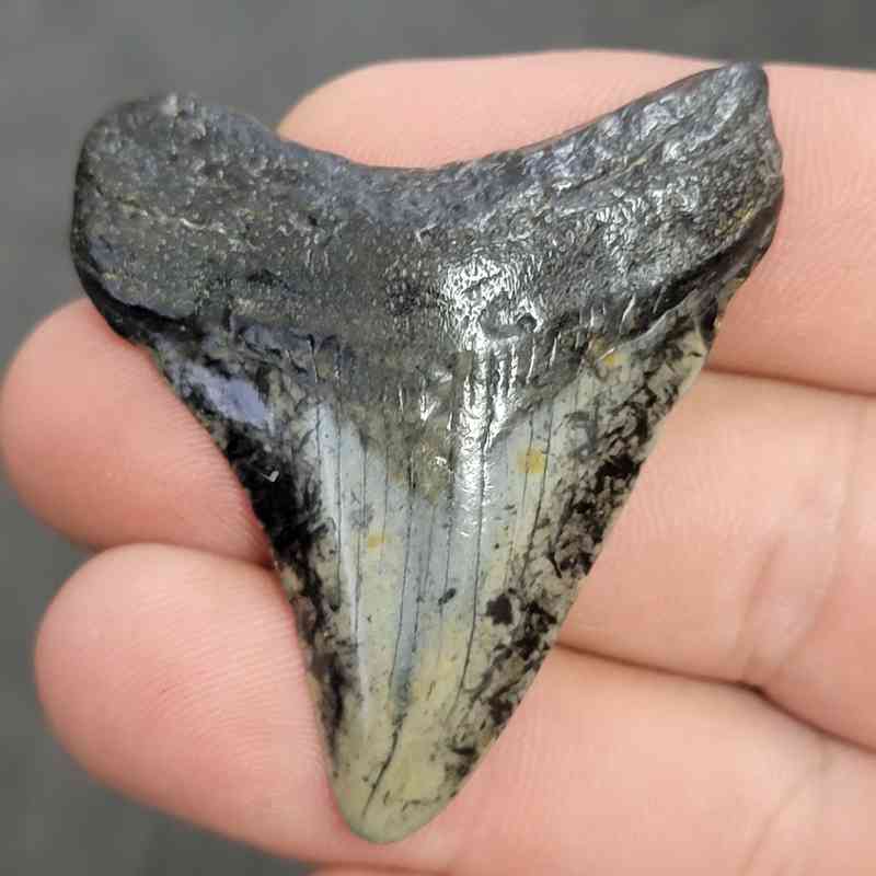 Fossil Megalodon Shark Tooth - STCOM2-22