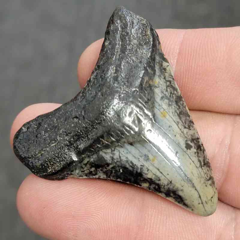 Fossil Megalodon Shark Tooth - STCOM2-22 - Image 2