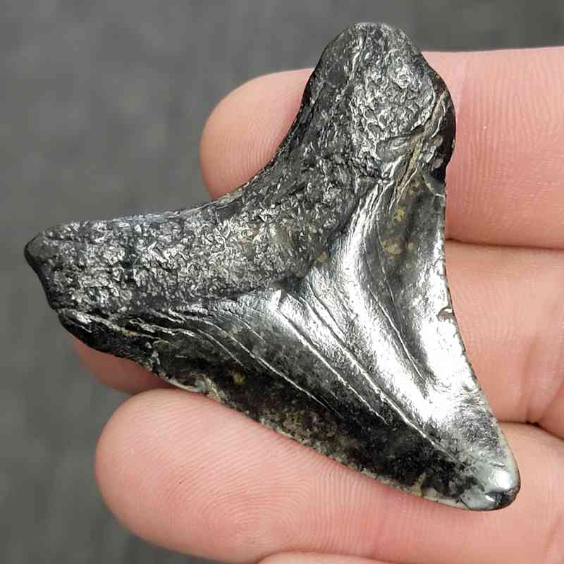 Fossil Megalodon Shark Tooth - STCOM2-22 - Image 3