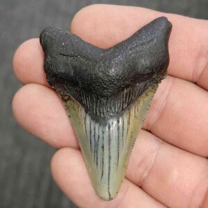 Fossil Megalodon Shark Tooth - STCOM2-24