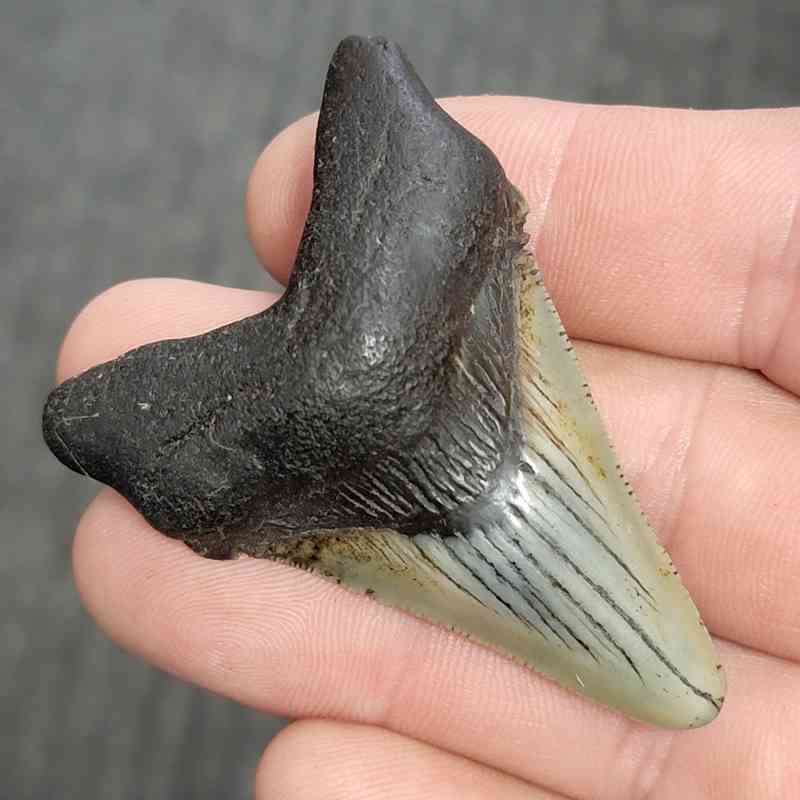 Fossil Megalodon Shark Tooth - STCOM2-24 - Image 2