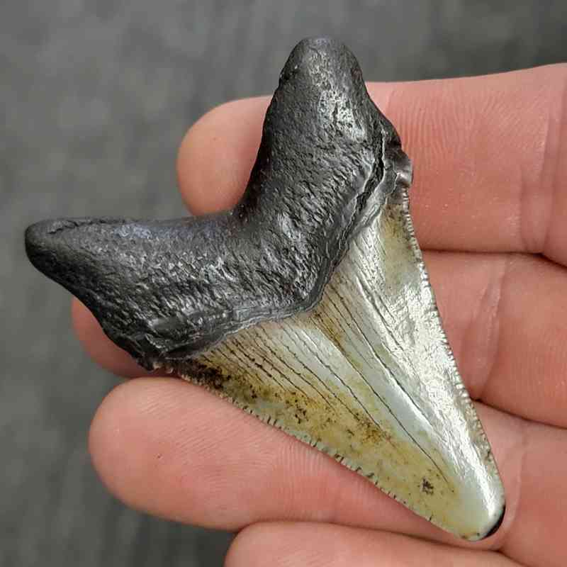 Fossil Megalodon Shark Tooth - STCOM2-24 - Image 3