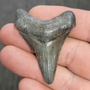 Fossil Megalodon Shark Tooth - STCOM2-3