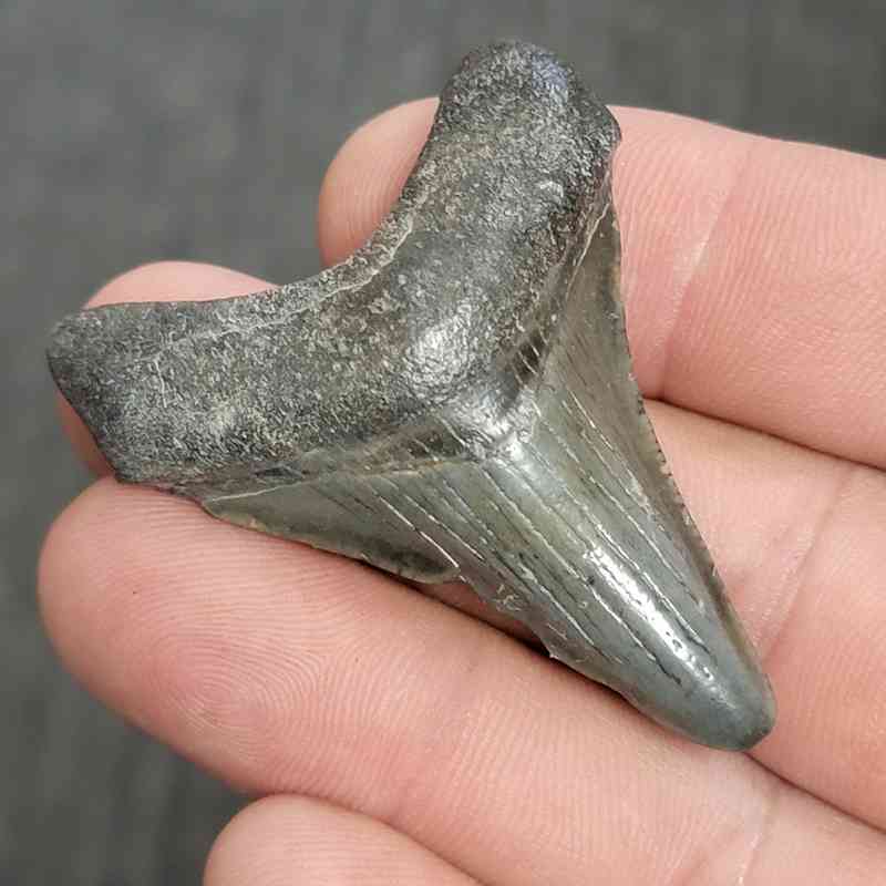 Fossil Megalodon Shark Tooth - STCOM2-3 - Image 2