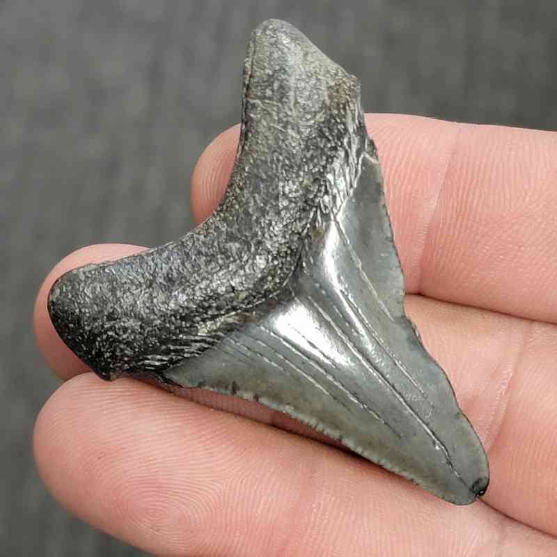Fossil Megalodon Shark Tooth - STCOM2-3 - Image 3