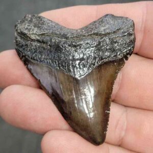 Fossil Megalodon Shark Tooth - STCOM2-46