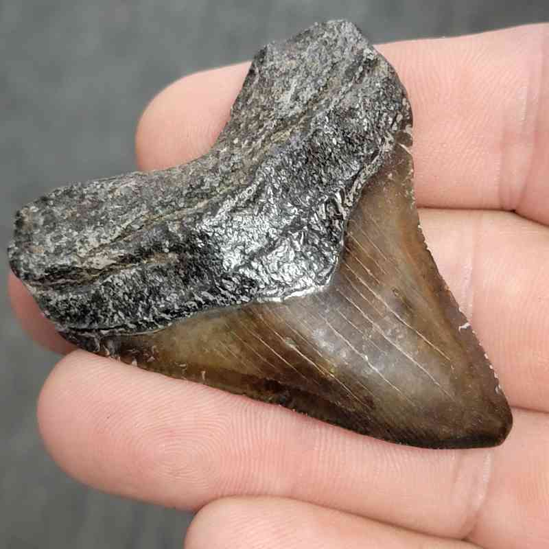 Fossil Megalodon Shark Tooth - STCOM2-46 - Image 2