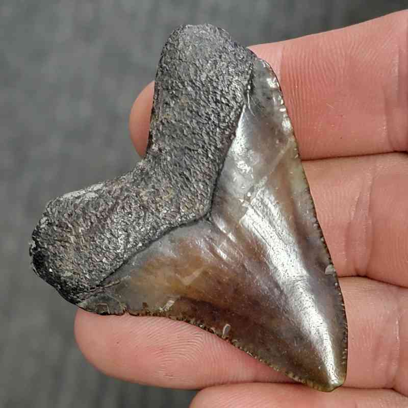 Fossil Megalodon Shark Tooth - STCOM2-46 - Image 3