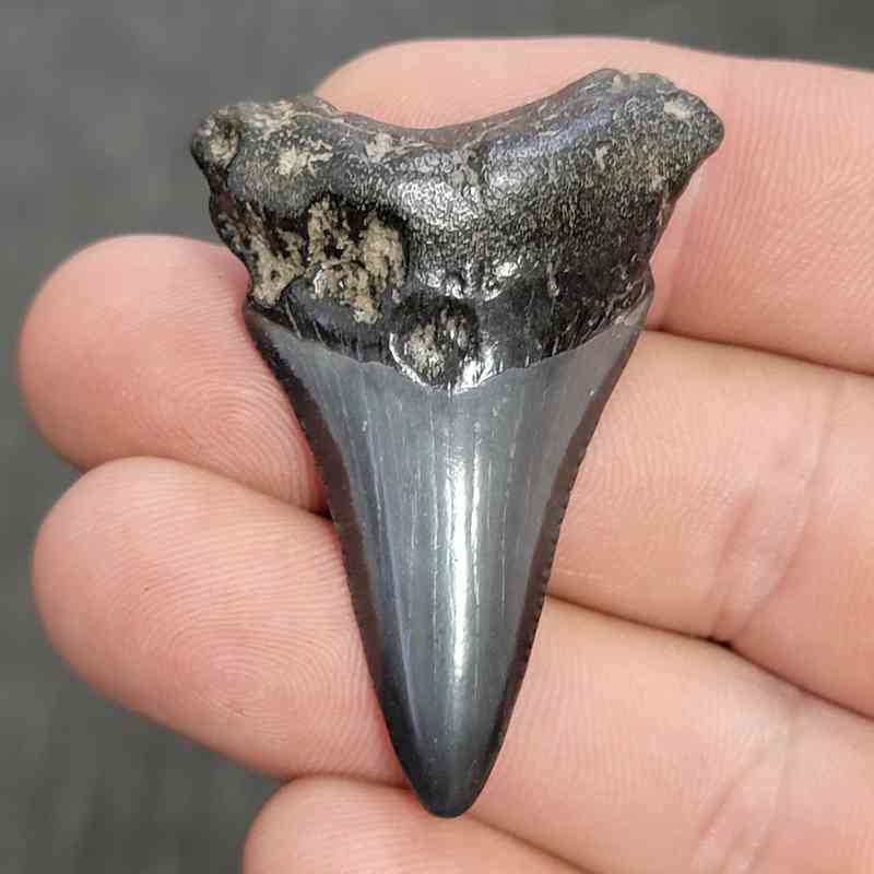 Fossil Megalodon Shark Tooth - STCOM2-6
