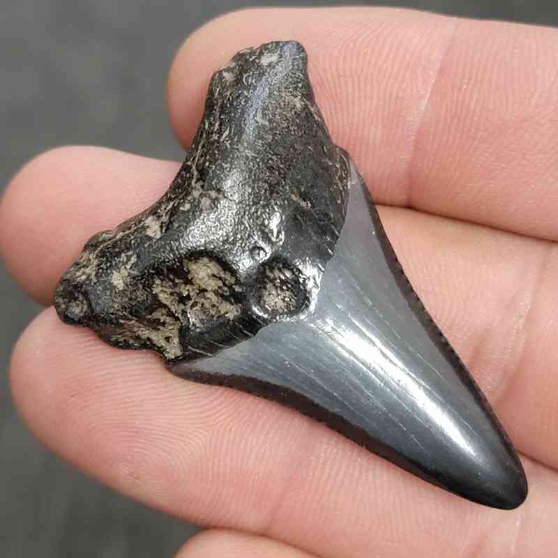 Fossil Megalodon Shark Tooth - STCOM2-6 - Image 2
