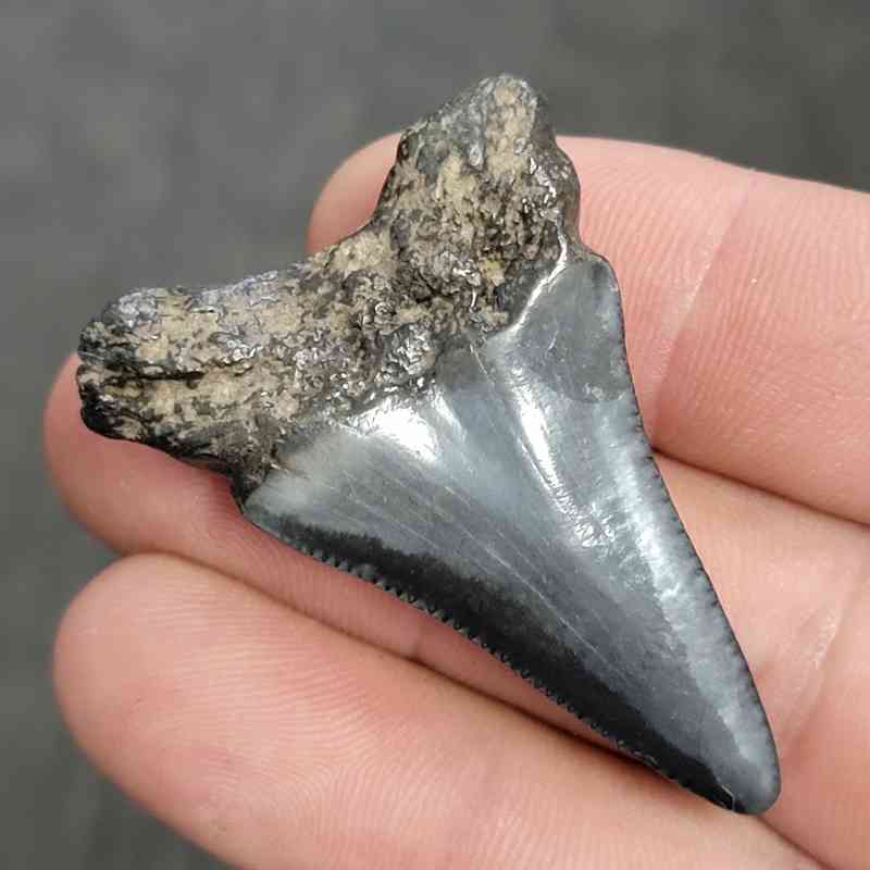 Fossil Megalodon Shark Tooth - STCOM2-6 - Image 3