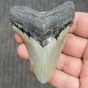 Fossil Megalodon Shark Tooth - STCOM3-20