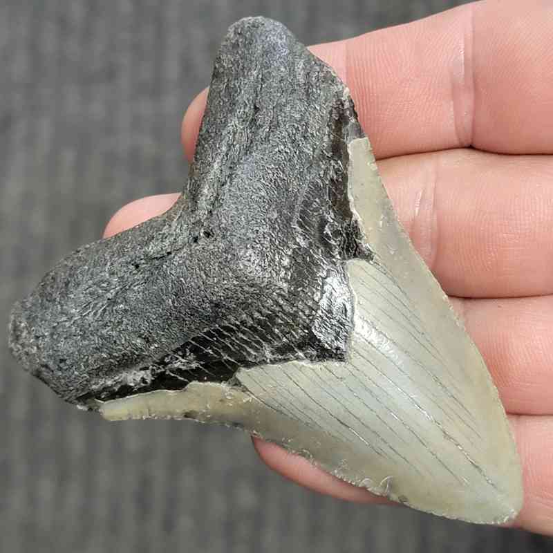 Fossil Megalodon Shark Tooth - STCOM3-20 - Image 2