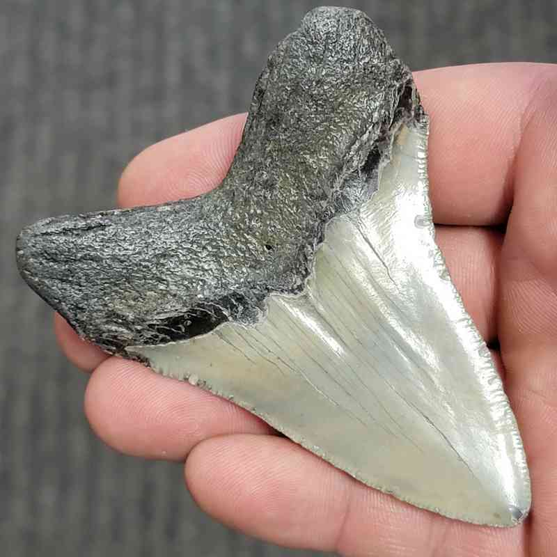 Fossil Megalodon Shark Tooth - STCOM3-20 - Image 3