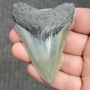 Fossil Megalodon Shark Tooth - STCOM3-30