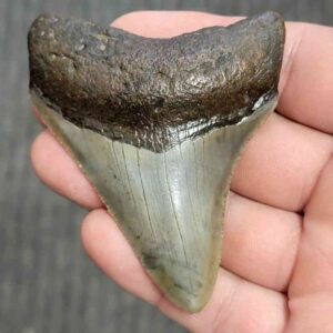 Fossil Megalodon Shark Tooth - STCOM3-32