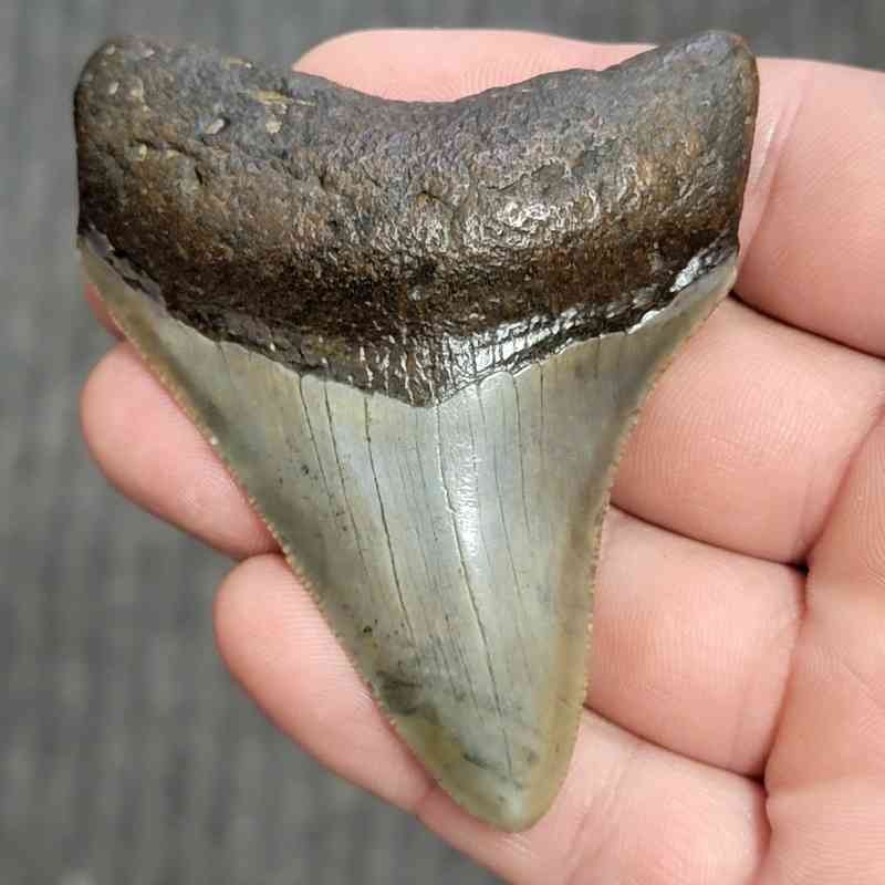 Fossil Megalodon Shark Tooth - STCOM3-32