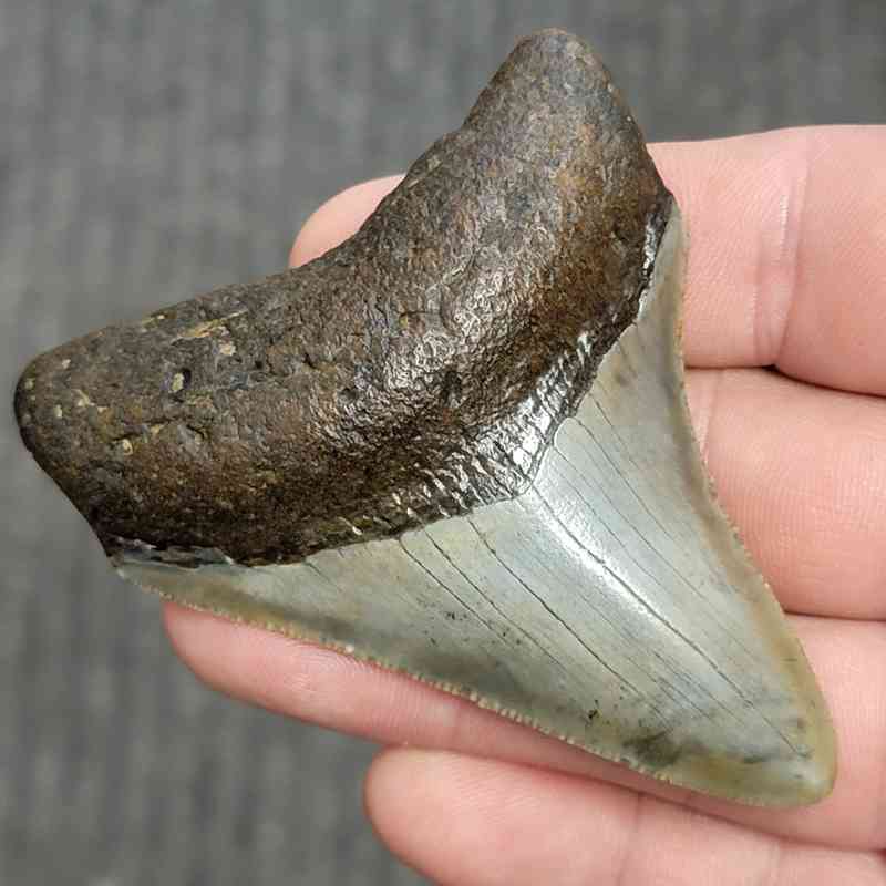 Fossil Megalodon Shark Tooth - STCOM3-32 - Image 2