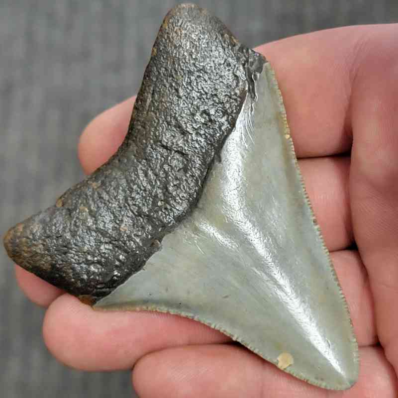 Fossil Megalodon Shark Tooth - STCOM3-32 - Image 3
