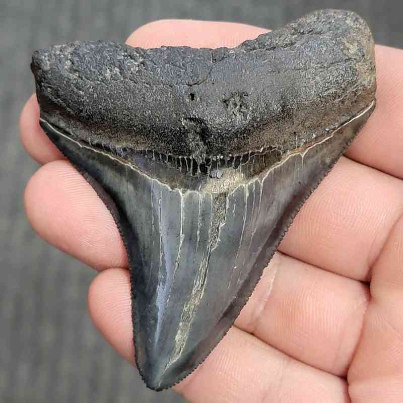 Fossil Megalodon Shark Tooth - STCOM3-39