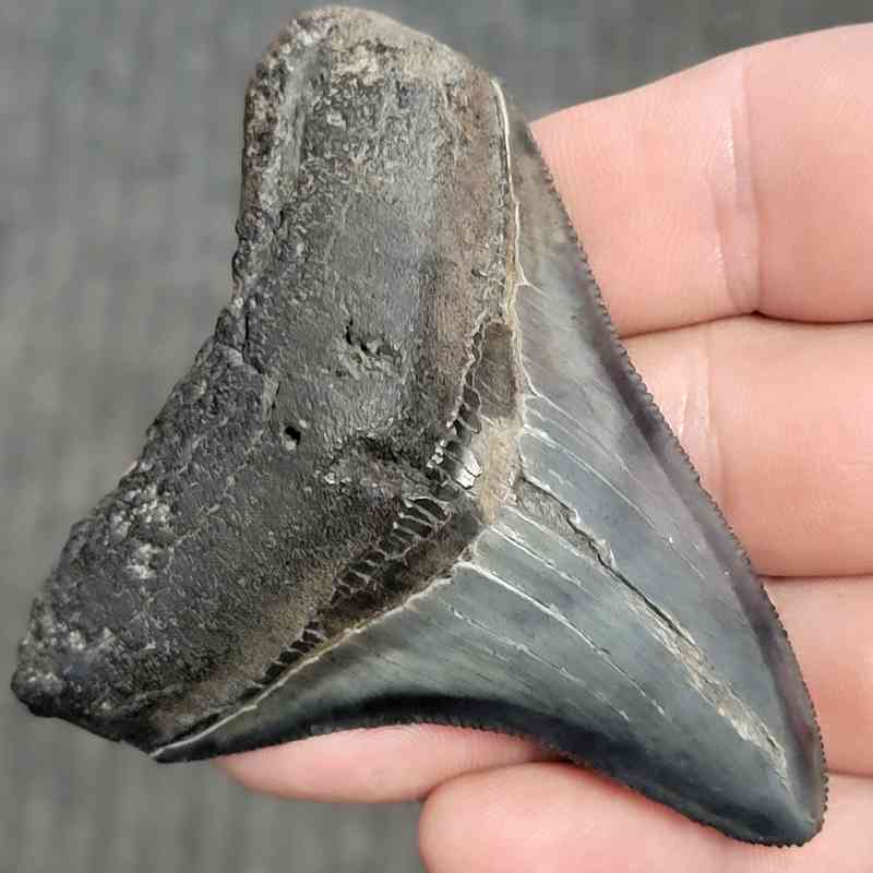 Fossil Megalodon Shark Tooth - STCOM3-39 - Image 2