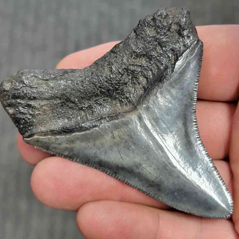 Fossil Megalodon Shark Tooth - STCOM3-39 - Image 3