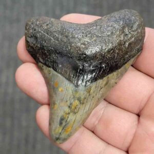 Fossil Megalodon Shark Tooth - STCOM3-4