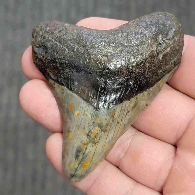 Fossil Megalodon Shark Tooth - STCOM3-4