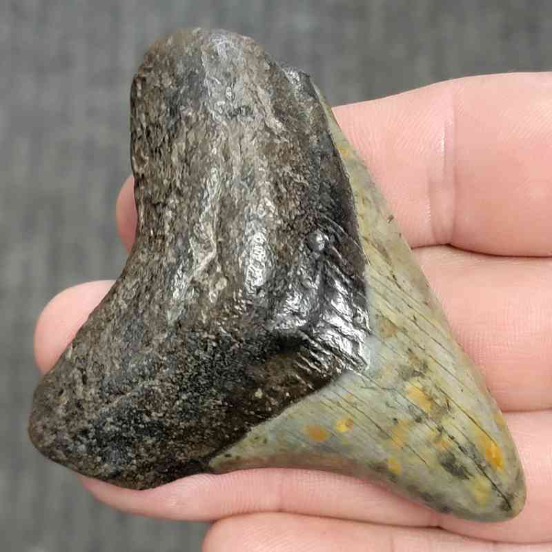 Fossil Megalodon Shark Tooth - STCOM3-4 - Image 2