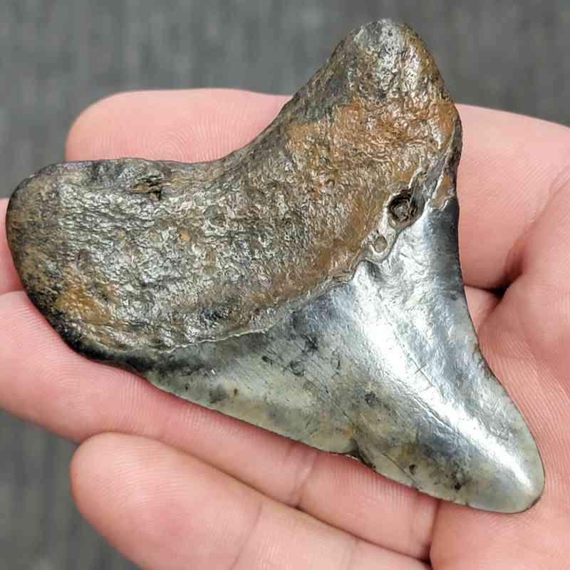 Fossil Megalodon Shark Tooth - STCOM3-4 - Image 3