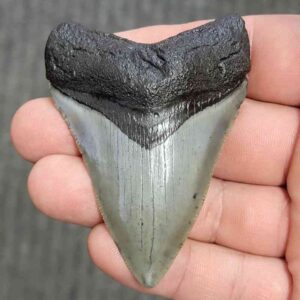 Fossil Megalodon Shark Tooth - STCOM3-51