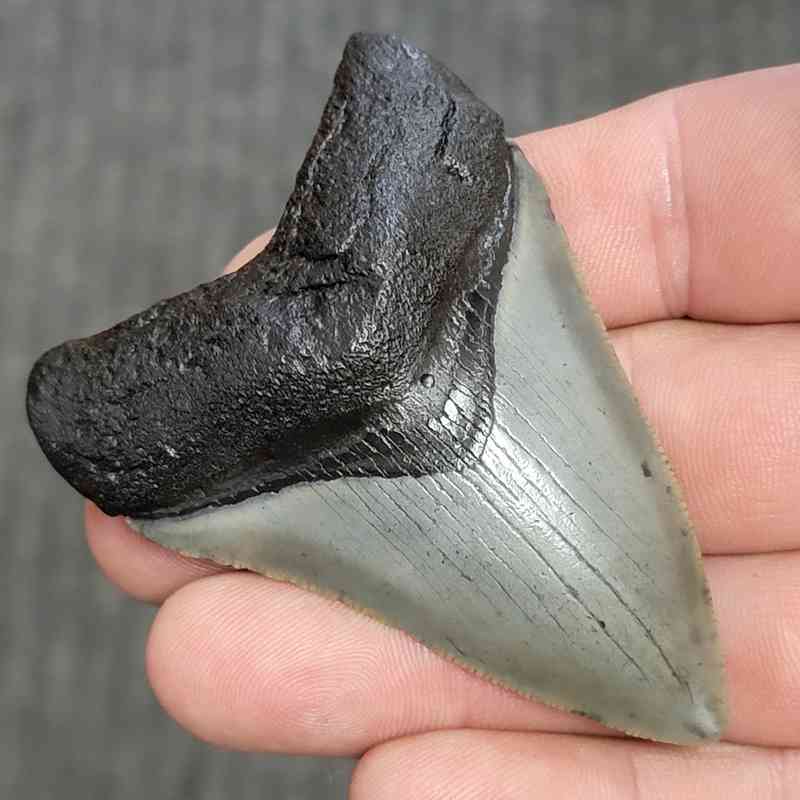 Fossil Megalodon Shark Tooth - STCOM3-51 - Image 2