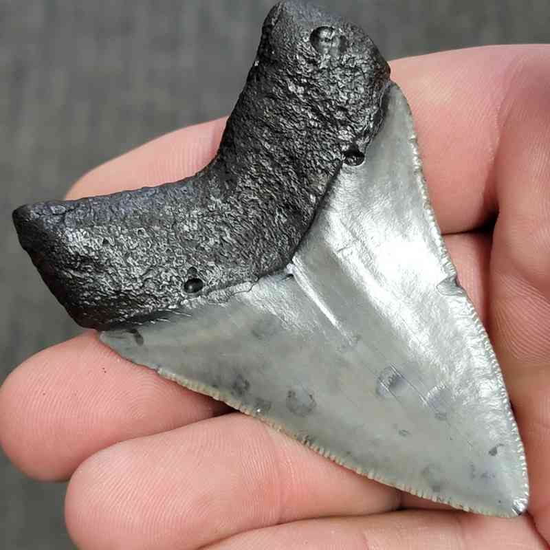 Fossil Megalodon Shark Tooth - STCOM3-51 - Image 3