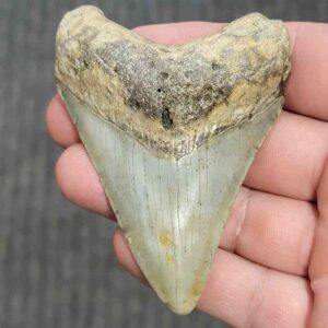 Fossil Megalodon Shark Tooth - STCOM3-6