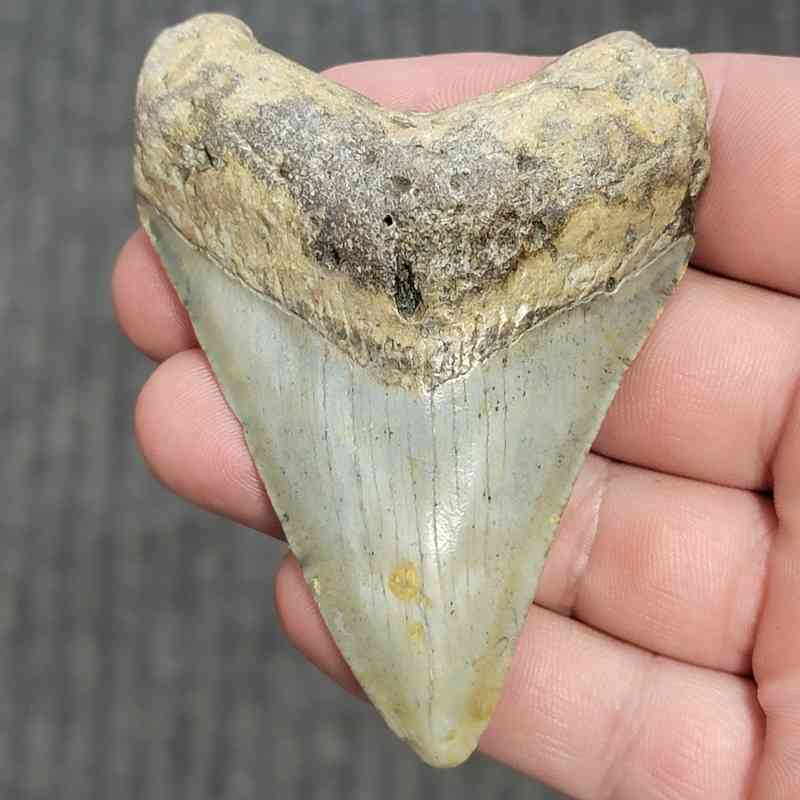 Fossil Megalodon Shark Tooth - STCOM3-6
