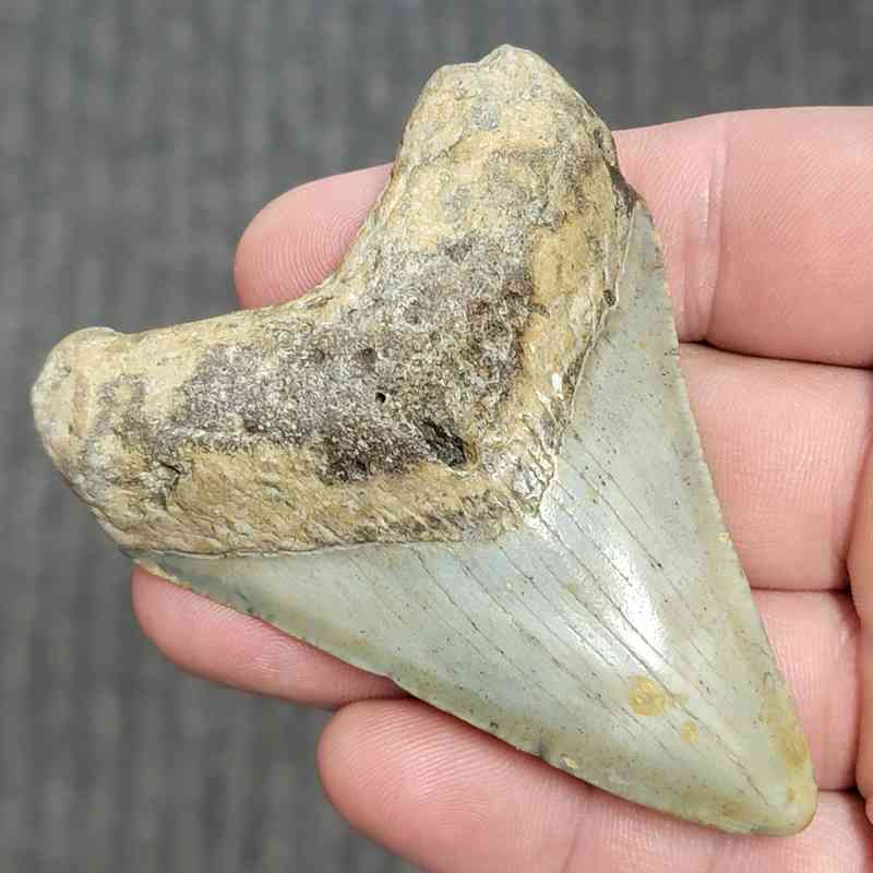 Fossil Megalodon Shark Tooth - STCOM3-6 - Image 2