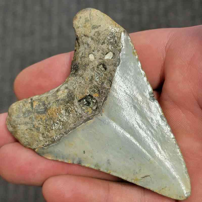 Fossil Megalodon Shark Tooth - STCOM3-6 - Image 3