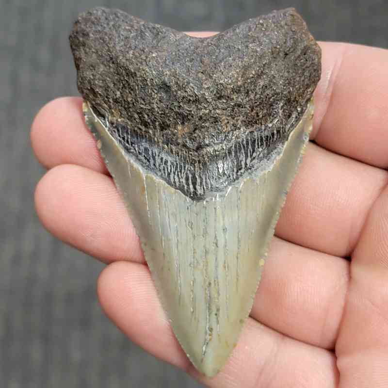 Fossil Megalodon Shark Tooth - STCOM3-8