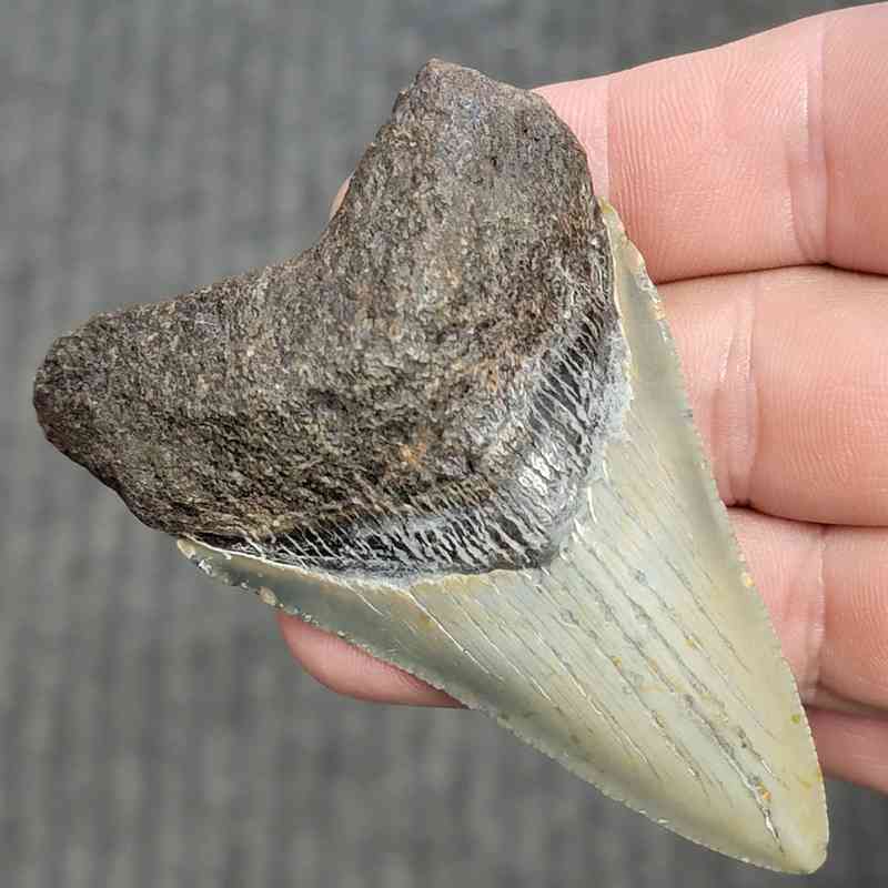 Fossil Megalodon Shark Tooth - STCOM3-8 - Image 2