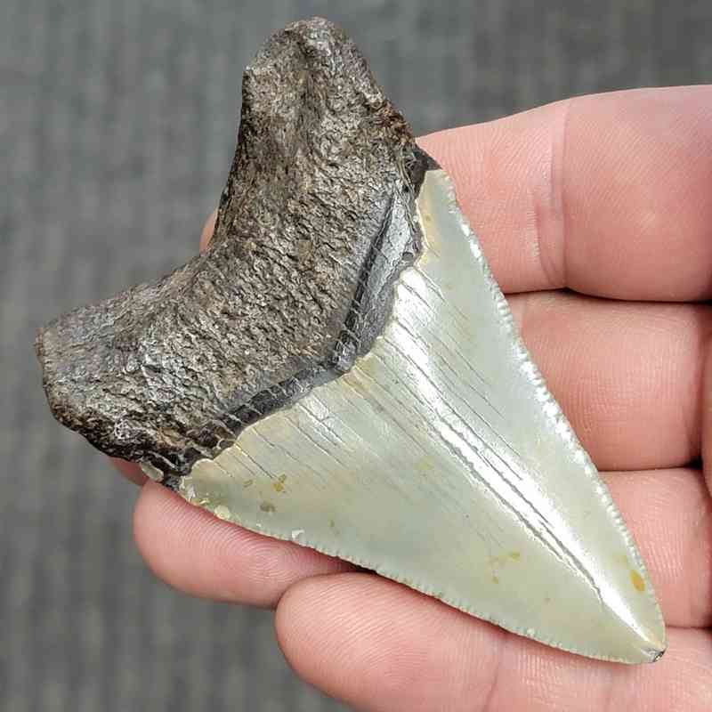 Fossil Megalodon Shark Tooth - STCOM3-8 - Image 3