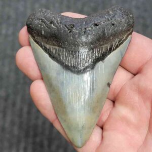 Fossil Megalodon Shark Tooth - STCOM3.5-1