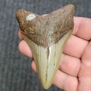 Fossil Megalodon Shark Tooth - STCOM3.5-12