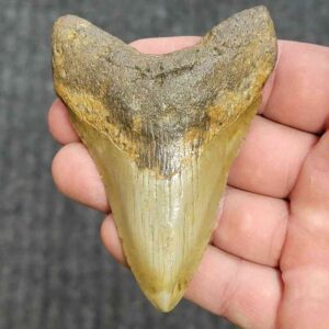Fossil Megalodon Shark Tooth - STCOM3.5-15