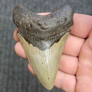 Fossil Megalodon Shark Tooth - STCOM3.5-19