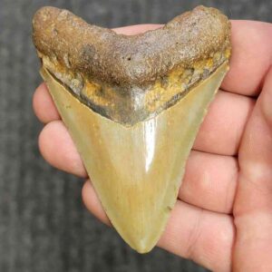 Fossil Megalodon Shark Tooth - STCOM3.5-27