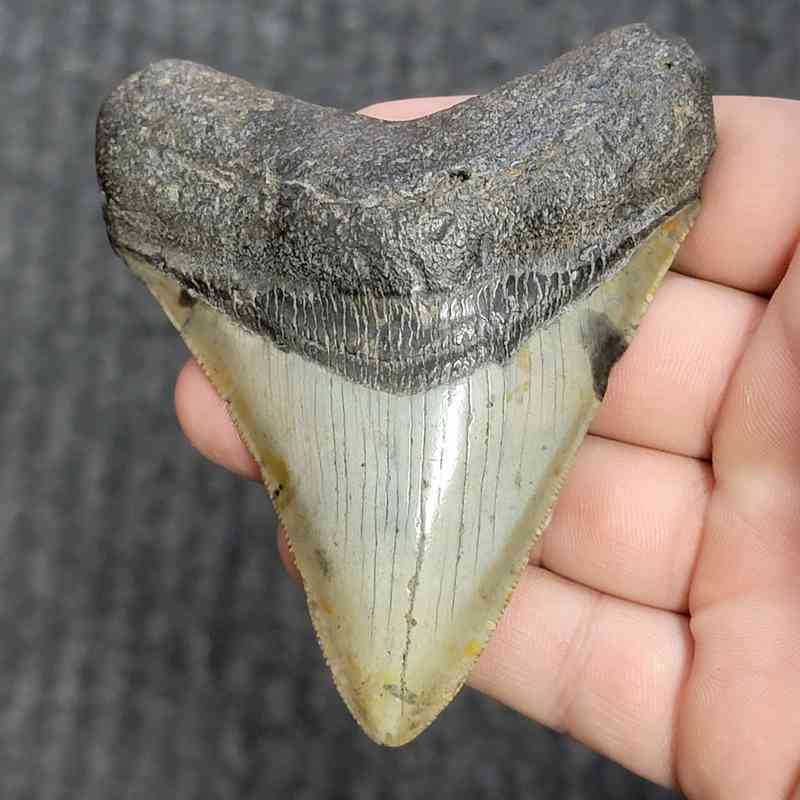Fossil Megalodon Shark Tooth - STCOM3.5-29