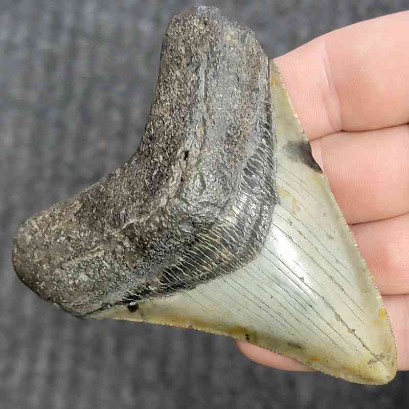 Fossil Megalodon Shark Tooth - STCOM3.5-29 - Image 2